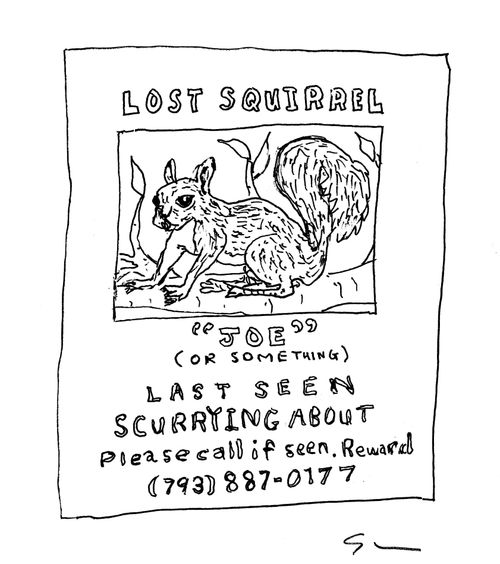 Lost squirrel poster.