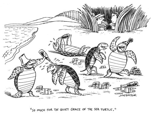 "So much for quiet grace of the sea turtle."