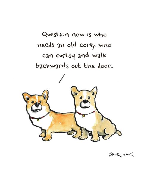 Question now is who needs an old corgi who can curtsy and walk backwards out the door.