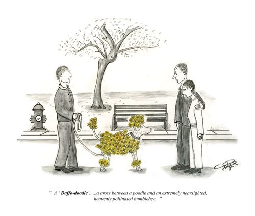 "A 'Daffa-doodle'. . . a cross between a poodle and an extremely nearsighted heavily pollinated bumblebee."