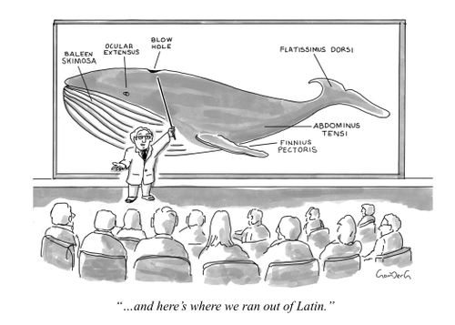 "...and here's where we ran out of Latin."