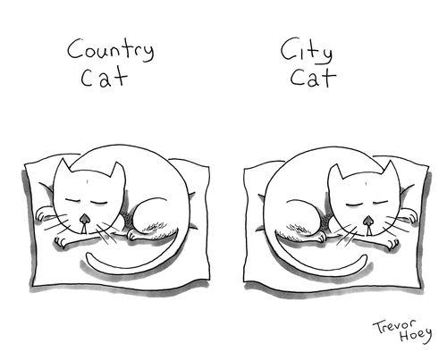 Country Cat/City Car