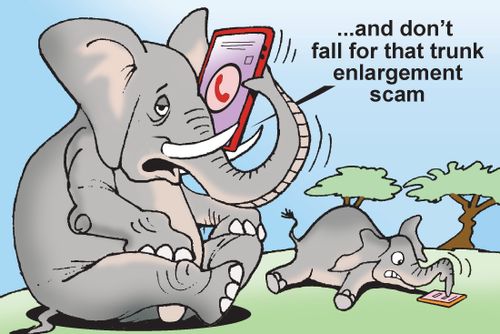 "...and don't fall for that trunk enlargement scam."