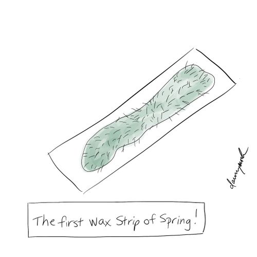 The First Wax Strip of Spring!