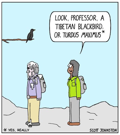 "Look, professor, a Tibetan Blackbird or Turdus Maximus."