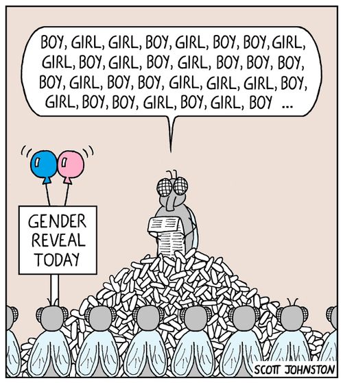 Fly Gender Reveal