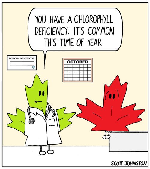 "You have a chlorophyll deficiency. It's common this time of year."