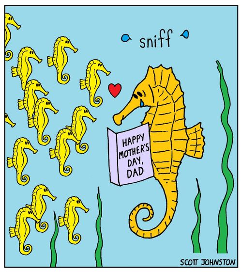 Seahorse dad