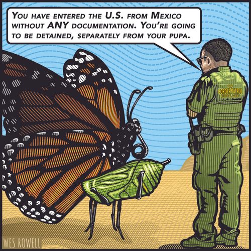 Butterfly Migration 