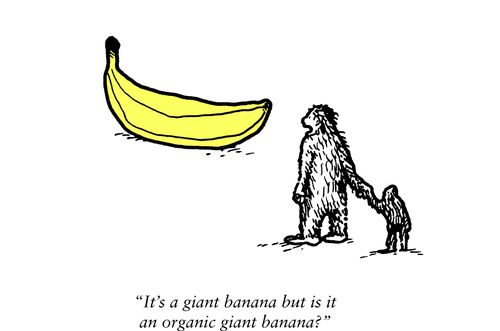"It's a giant banana but is it an organic giant banana?"