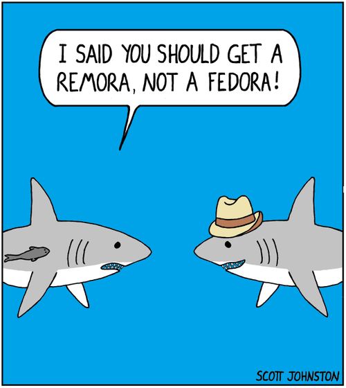 "I said you should get a remora, not a fedora!"