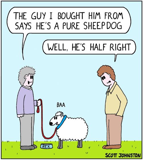 "The guy I bought him from says he's a pure sheepdog."