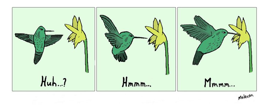 The Hummingbird