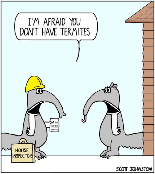 "I'm afraid you don't have termites."