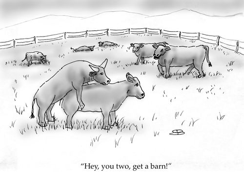 "Hey, you two, get a barn!"