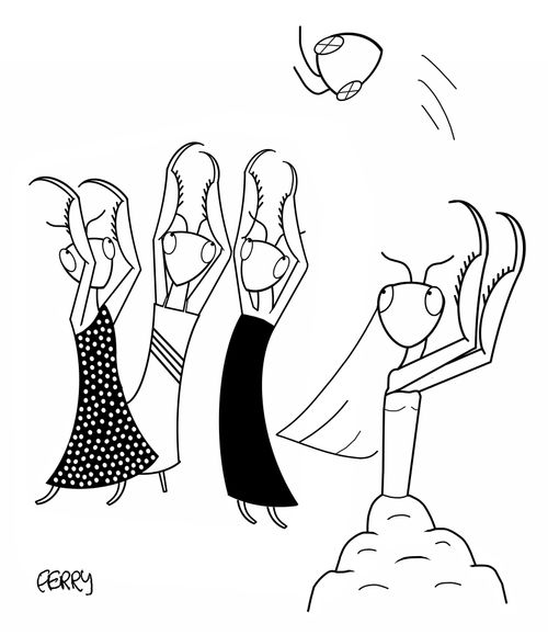 A praying mantis bride throws her husband's head to a crowd of wedding guests.
