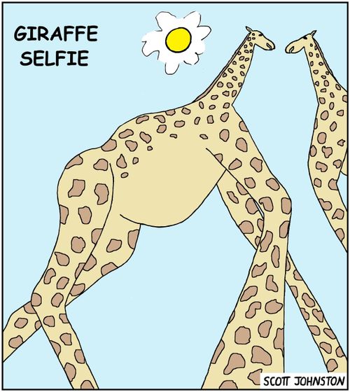 Giraffe Selfie