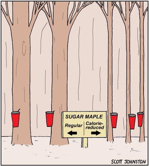 Sugar Maple: Regular/Calorie-Reduced