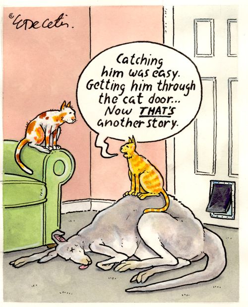 "Catching him was easy. Getting him through the cat door....Now that's another story."