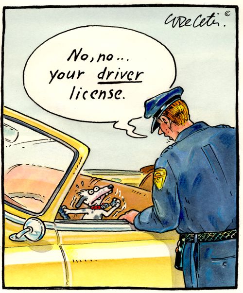 "No, no... your driver license."