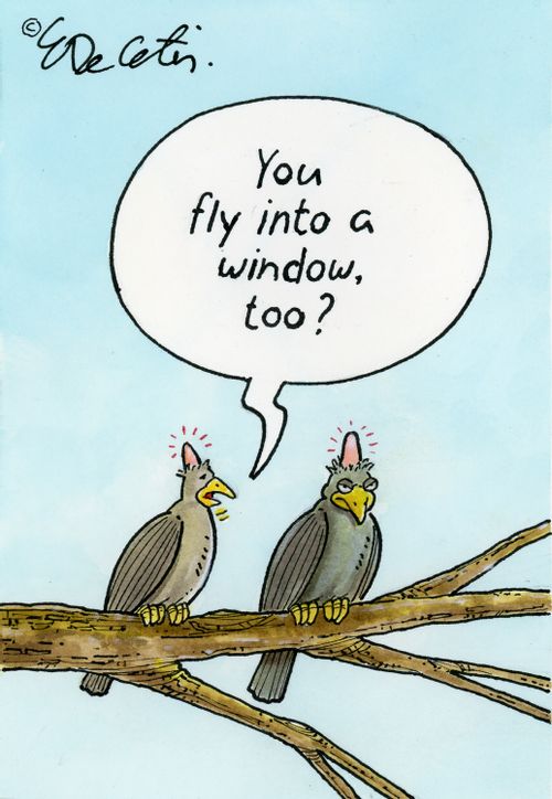 "You fly into a window, too?"