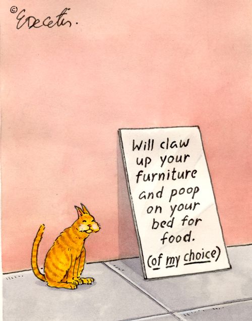 "Will claw up your furniture and poop on your bed for food."