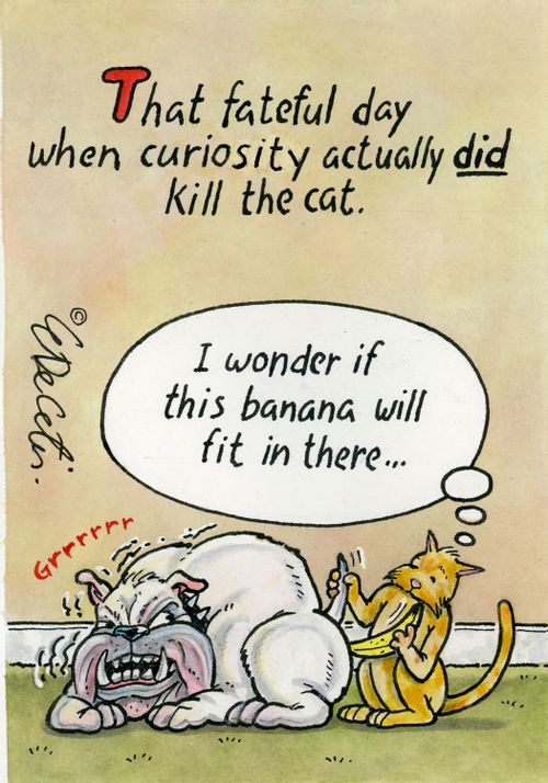 That fateful day when curiosity actually DID kill the cat.