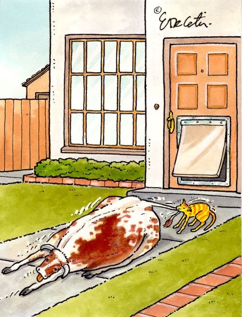A cat has caught a cow which it is dragging through it's cat flap.
