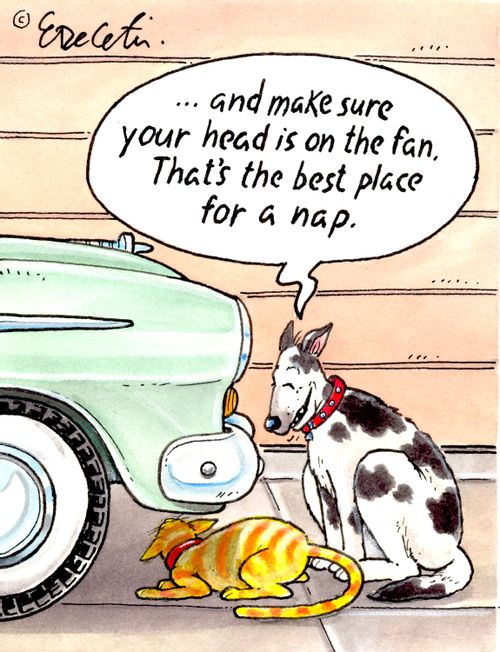 "... and make sure your head is on the fan. That's the best place for a nap."