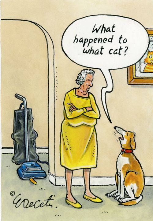 "What happened to what cat?"