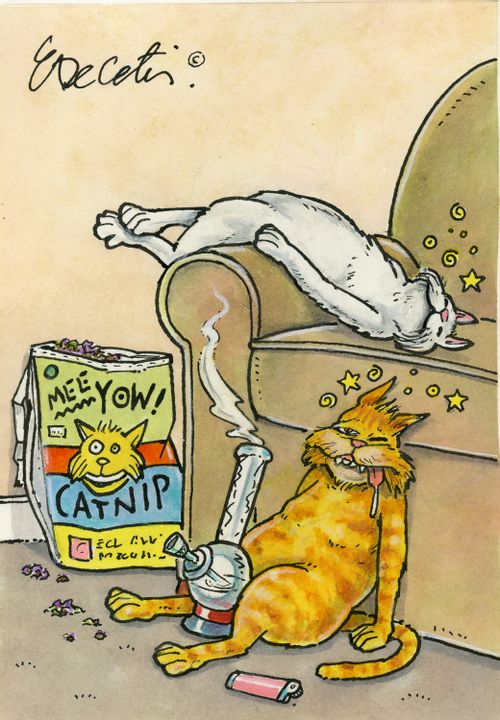 Two cats are high off catnip.