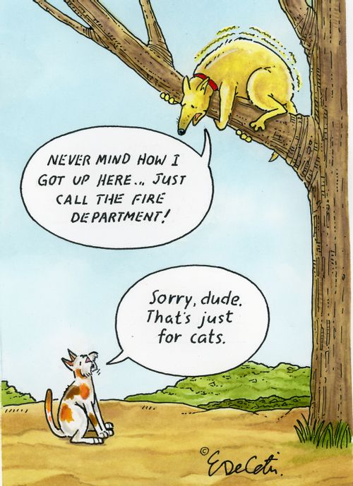 "Never mind how I got up here....just call the fire department."