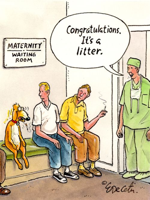 "Congratulations. It's a litter."