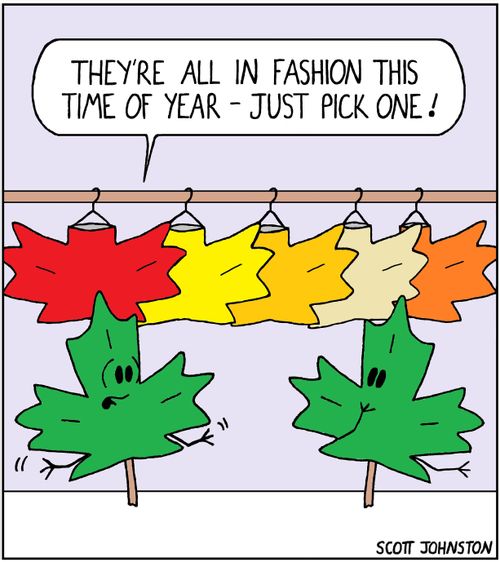 "They're all in fashion this time of year - just pick one!"