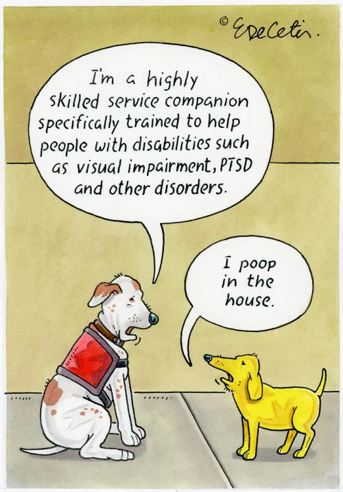 "I'm a highly skilled service companion specifically trained to help people with disabilities such as visual impairment, PTSD and other disorders."