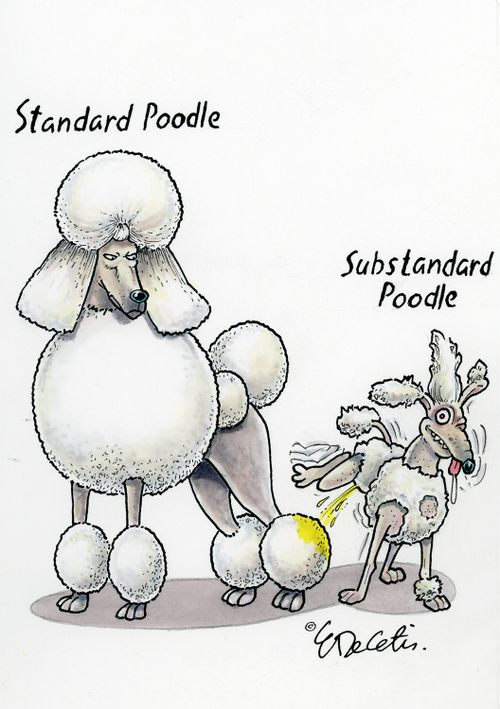 Standard Poodle/Substandard Poodle