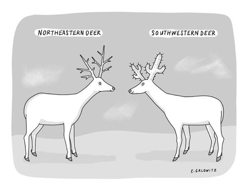 Northeastern Deer/Southwestern Deer