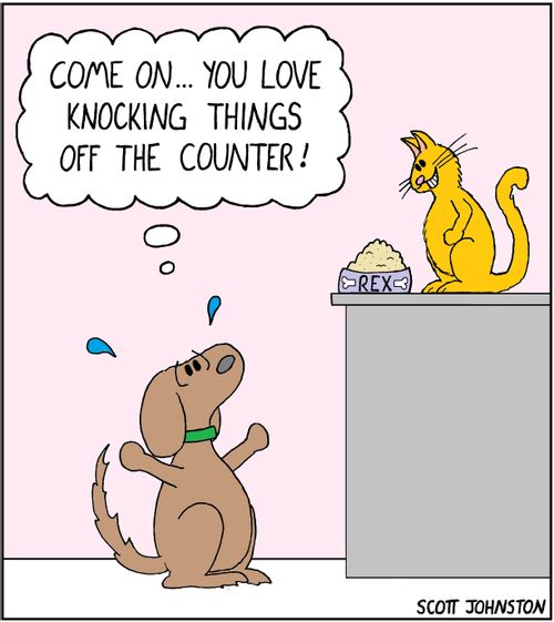 "Come on... you love knocking things off the counter!"