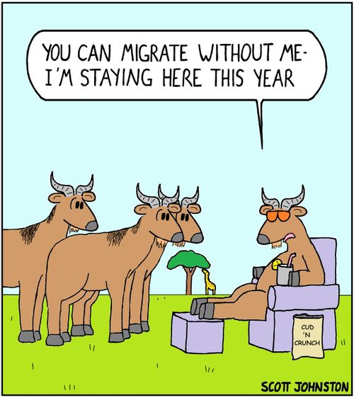 "You can migrate without me - I'm staying here this year."