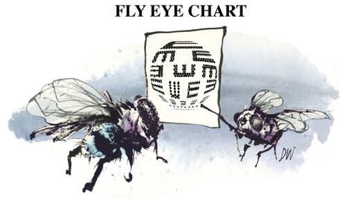 Fly Eye Chart