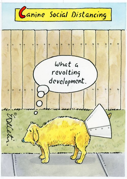 "Canine social distancing"  "What a revolting development."