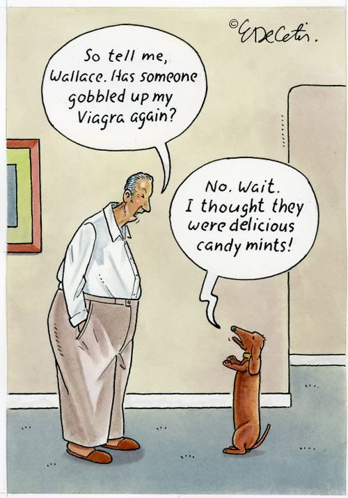 "So tell me, Wallace. Has someone gobbled up my Viagra again?" "No. Wait. I thought they were delicious candy mints!"