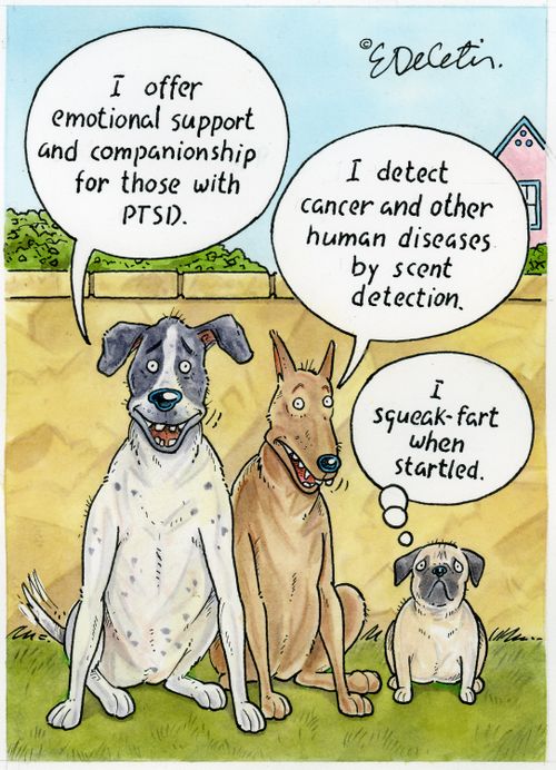 "I offer emotional support and companionship for those with PTSD."  "I detect cancer and other human diseases by scent detection."  "I squeak-fart when startled."