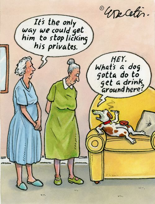 "It's the only way we could get him to stop licking his privates."
