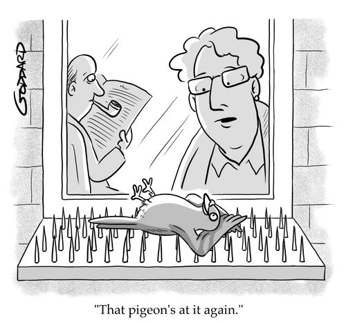 "That pigeon's at it again."