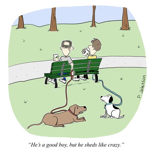 "He's a good boy, but he sheds like crazy."