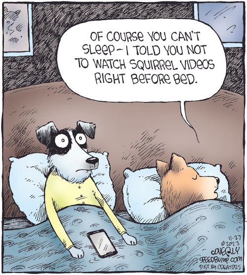 "Of course you can't sleep – I told you not to watch squirrel videos right before bed."