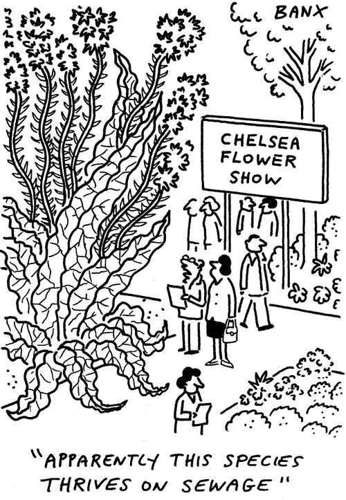 Chelsea flower show sewage