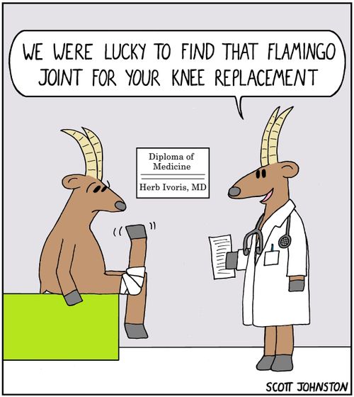"We were lucky to find that flamingo joint for your knee replacement."