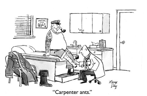 "Carpenter ants."